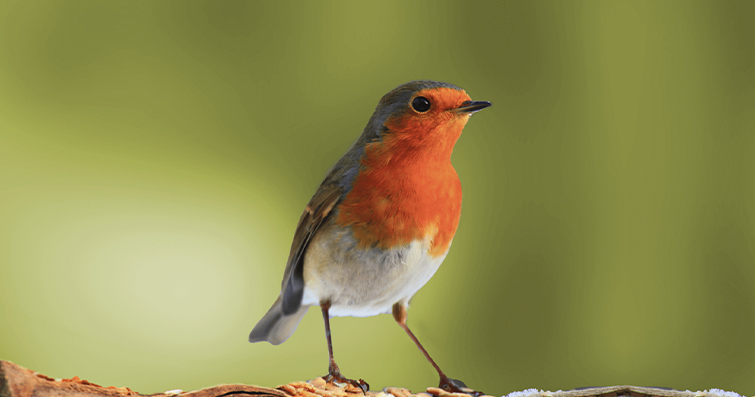 Kuş Gözlemciliği ve Ses Kayıtları: Bilgi Edinme ve Kayıt Yapma Kılavuzu