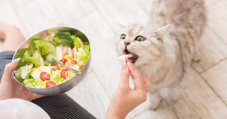 Kediler ve Yemek Tarifleri: Kedi Dostu Ev Yapımı Yiyecekler ve Sağlıklı Beslenme Önerileri