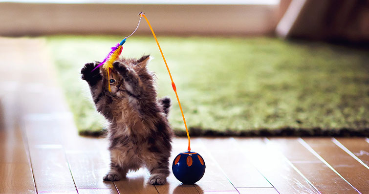 Evde Kedi Eğlencesi: Kendi Oyuncaklarınızı Nasıl Yaparsınız?