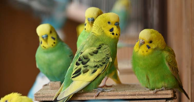 Sürdürülebilir kuş bakım ürünleri ve temizlik malzemeleri