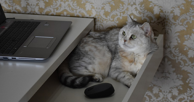 Kediler ve Bilgisayarlar: Kedilerin Dijital Dünyadaki Yeri