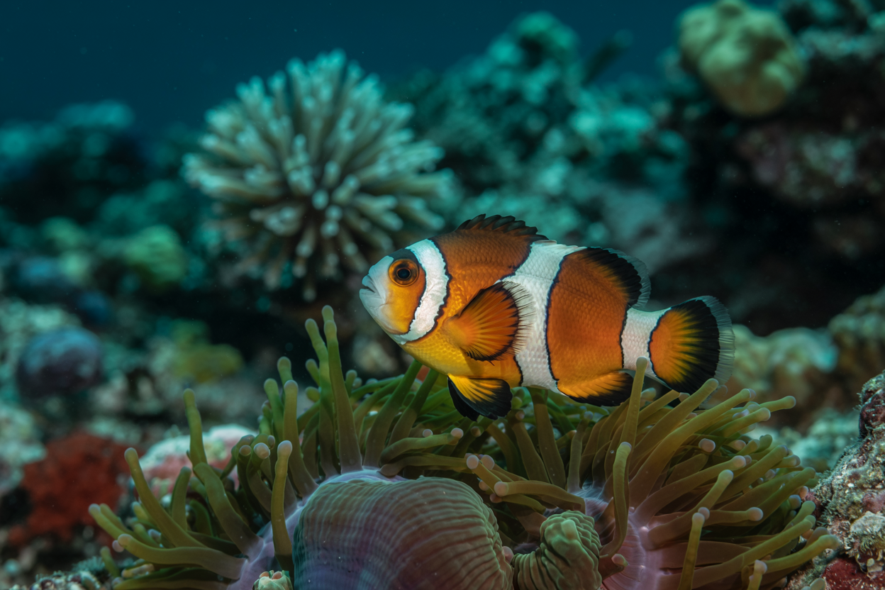 Hangi Hayvan Hem Dişi Hem Erkek Doğar?