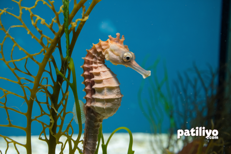 Deniz Atı (Hippocampus): Masalsı Bir Canlının Gerçek Hikayesi