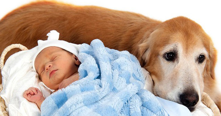 Köpekler ve Yenidoğanlar: Bebekle İlk Tanışma 
