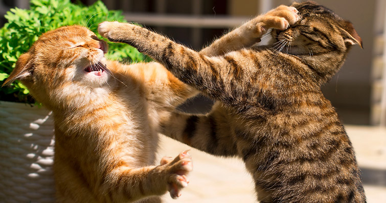 Kediler ve Dövüşme Davranışı: Nedenleri ve Önleme Yolları