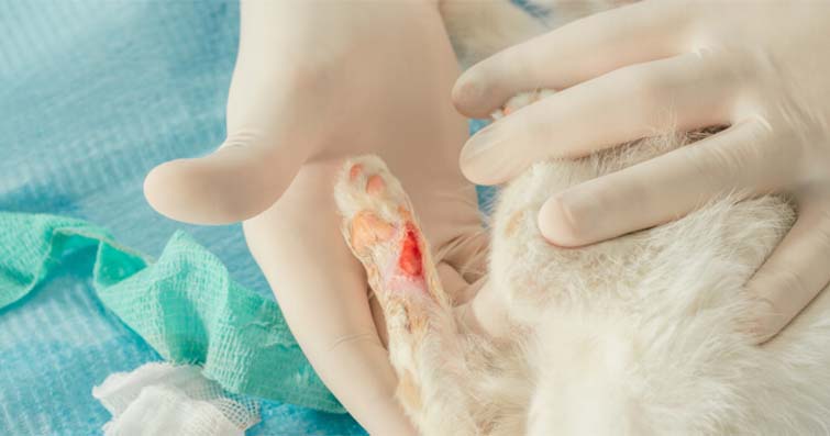 Kediler ve Yaralanmalar: Yaralı Kedinin Bakımı