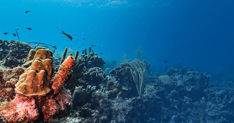 Deniz Canlıları ve İnsanlar: Karşılıklı Etkileşim
