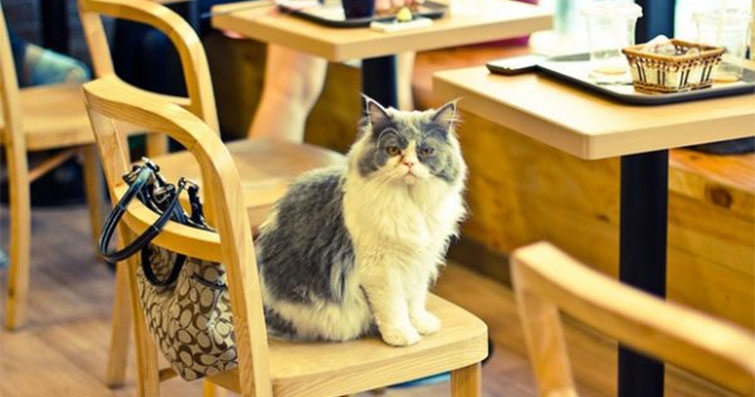 Kediler ve Kahve: Kedili Kafe Kültürü