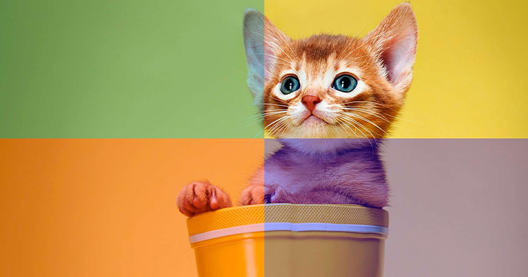 Kedilerde Görsel Algı: Kedinizin Renkleri ve Desenleri Nasıl Algıladığı