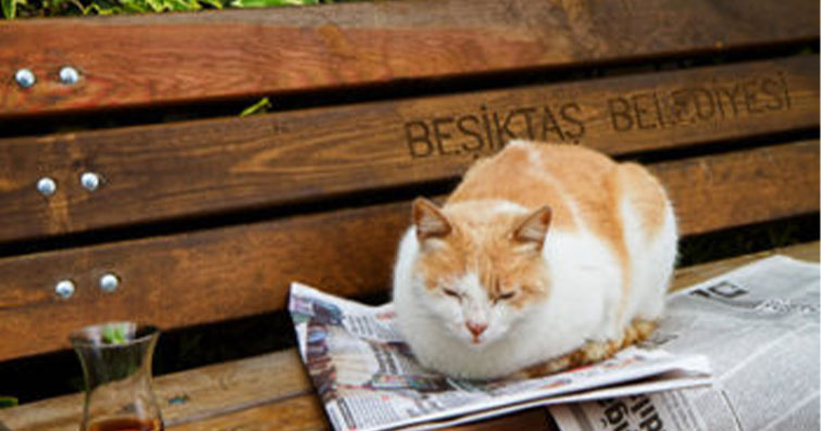 Kedilerin Şehir Hayatındaki Adaptasyonu: Apartman Yaşamı