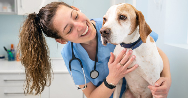 Köpeklerde Sindirim Sistemi Sağlığı ve Hastalıkları
