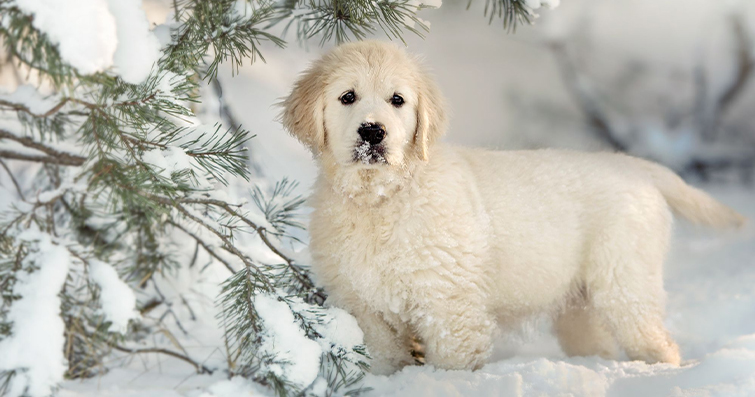 Köpekler ve Kış Aktiviteleri: Kar Oyunları ve Kışa Özel Bakım