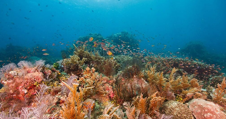 Mercan Resiflerinin Gelişen Tehlikeleri: Isınma, Asitlenme ve Kirlilik