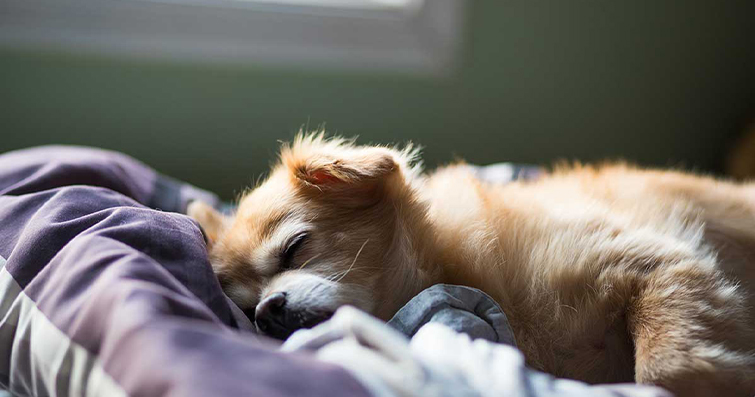Köpeklerde Gece Uykusunu İyileştirmek İçin Stratejiler