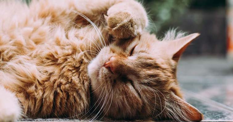 Kedilerin Doğal Ortamlarındaki Sürdürülebilirlik ve Koruma Stratejileri