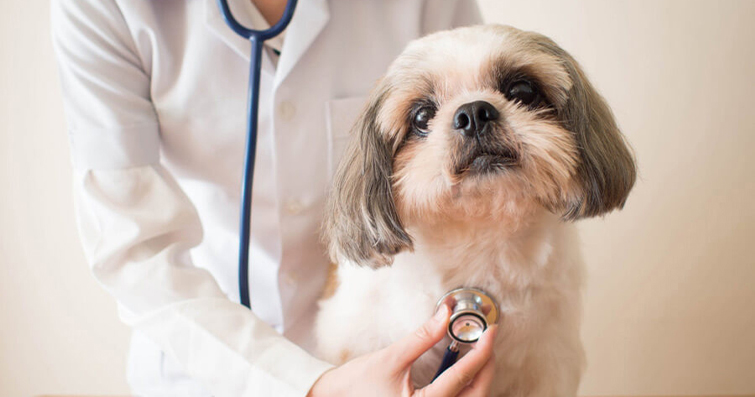 Köpek Yavrusu Sağlık Kontrolleri: Veteriner Ziyaretleri