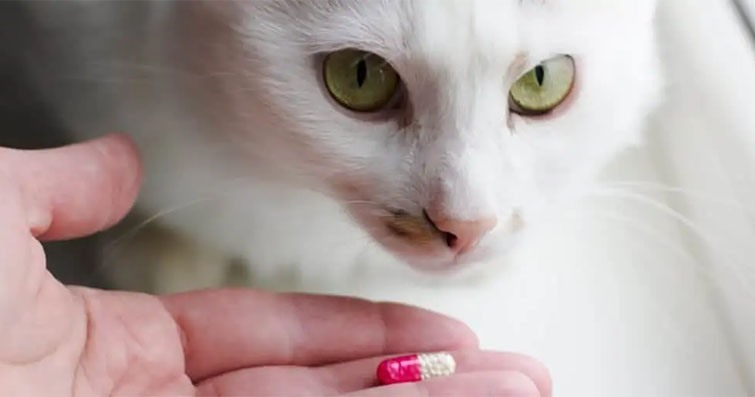 Kedilerde İlaç Vermenin Püf Noktaları ve İlaçlama Teknikleri