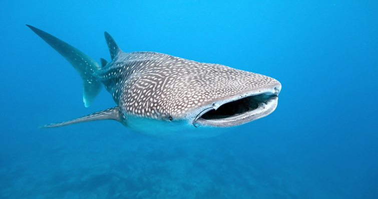 Balina Köpekbalığı: Büyük boyutları ve etkileyici dişleriyle tanınan balina köpekbalıkları