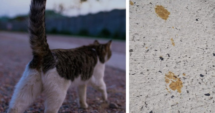 Kediler ve Kimya: Kedilerin Kimyasal Duyularının İncelenmesi