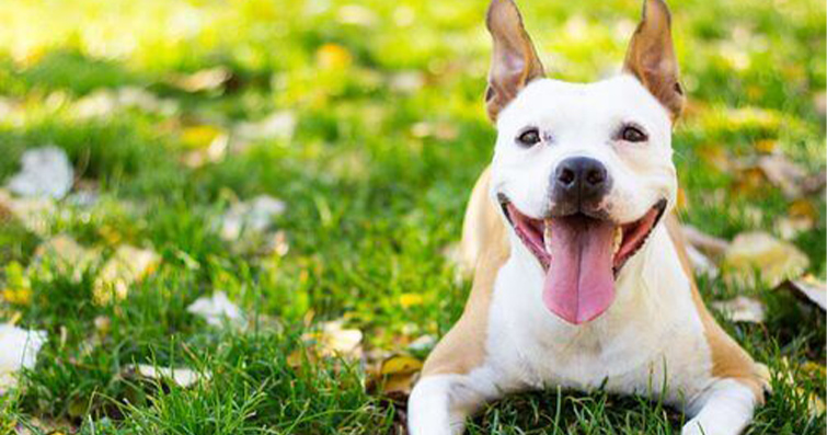 Köpekler ve Hayvan Refahı: Sorumlu Sahiplik İlkeleri