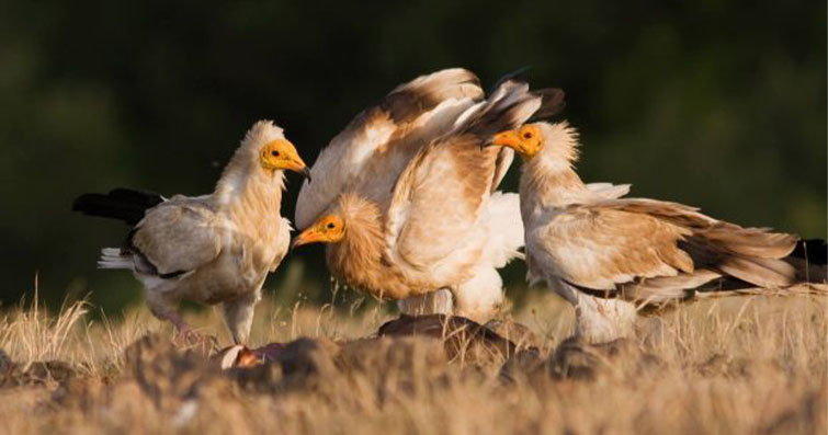 Kuşların Doğal Ortamlarında Gözlemlenen Yırtıcı Kuşlara Karşı Savunma Davranışları
