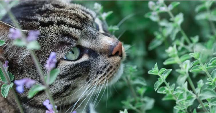 Kediler ve Yatıştırıcı Ortamlar: Kedilerin Rahatlamasına Yardımcı Olma
