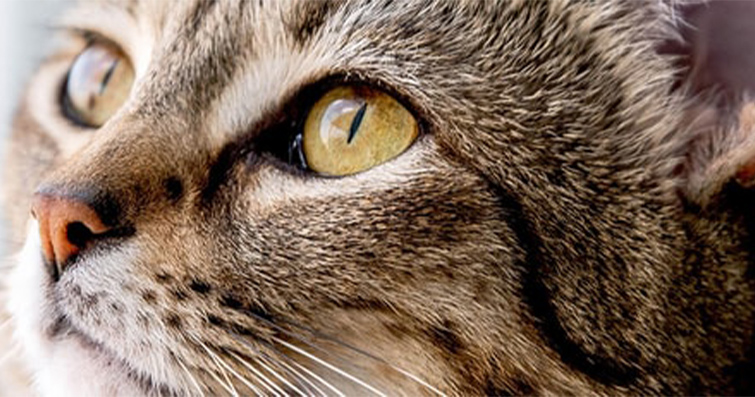 Kedilerde Renkli Gözlerin Sırları: Heterokromi ve Kedilerin Göz Rengi Değişiklikleri