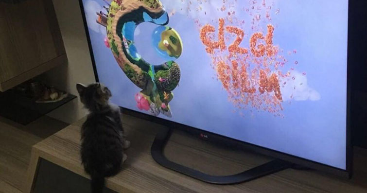 Kediler ve TV: Kediler Televizyon İzler mi?
