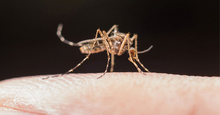 Pire Yırtıcısı: Dişi Sivrisineğin Doğal Mücadelesi