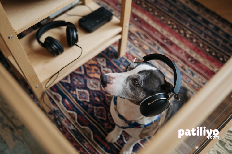 Hayvanlar Müzik Duyar mı? Ritim, Frekans ve Tepkileri