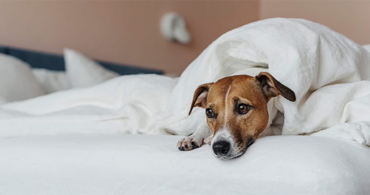 Köpeklerde Baş Ağrısı ve Migren Tedavisi