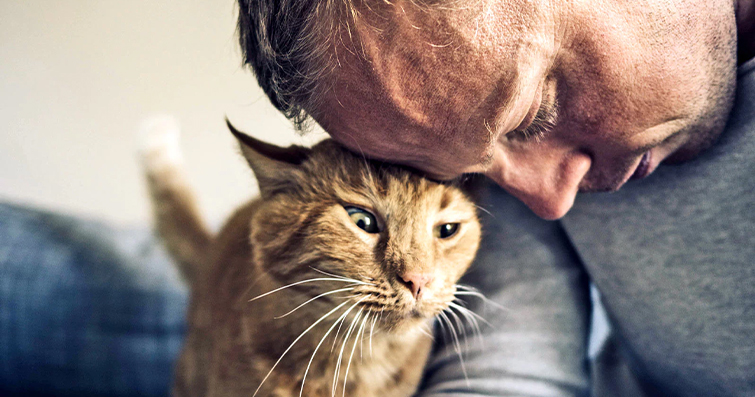 Kediler ve Kucak Sevgisi: Neden Bazıları Sevmeyi Sever?