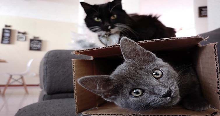 Kediler ve Maskeleme Oyunları: Neden Kediler Gizlenmeyi Sever