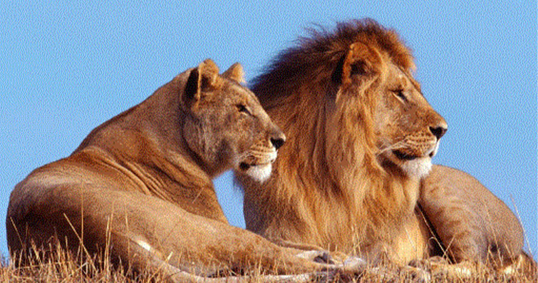 Vahşi Doğanın Hükümdarları: Aslanların Avlanma Stratejileri ve Sosyal Yapıları