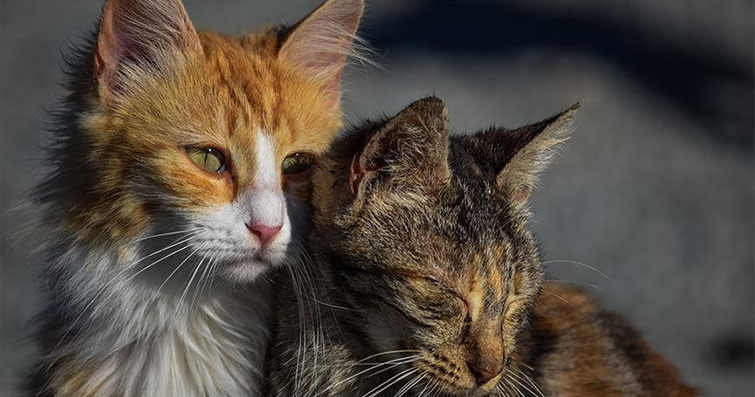 Kedilerin Fraktal Estetiği: Doğanın Matematiksel Zarafeti