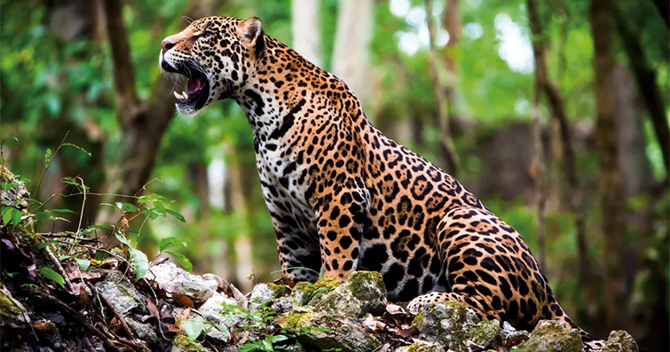 Jaguarlar: Ormanların gizemli avcıları 