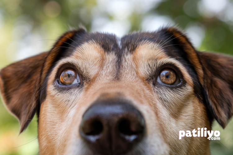 Köpeklerin Kaç Renk Gördüğü Gerçekten Sınırlı mı? Göz Evrimi ve Gerçekler