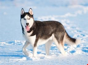 Siberian Husky: Soğuğa Dayanıklı ve Göz Alıcı Köpekler