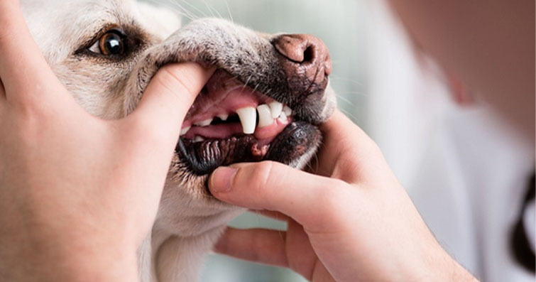 Köpeklerde Diş Eksikliği: Nedenleri ve Tedavi Yöntemleri