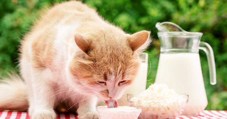 Kedilerde Sevdiği Yiyecekler ve Beslenme Alışkanlıkları