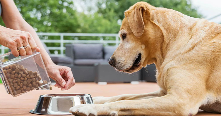 Köpeklerde Asit Reflüsü: Belirtileri ve Doğal Tedavi Yöntemleri