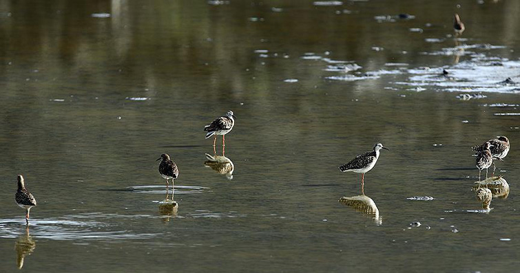 Kuşların Su Üzerindeki Şovları: Sualtı Dalışları