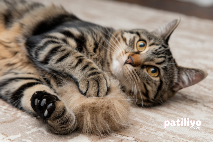 Kedi Tüy Bakımı: Tüy Dökümünü Azaltmanın Yolları, Tarak ve Beslenme Önerileri