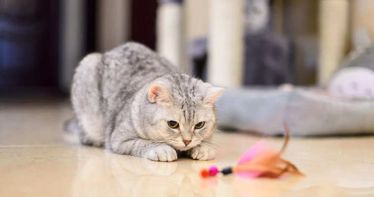 Kedilerin Sakinleştirici Etkisi ve Stres Azaltma Becerileri: Evimizde Dolaşan Terapötik Patiler