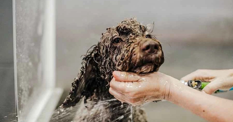Köpek Sağlığı İçin DIY Tımar: Ev Yapımı Doğal Köpek Şampuanları ve Bakım Tüyoları