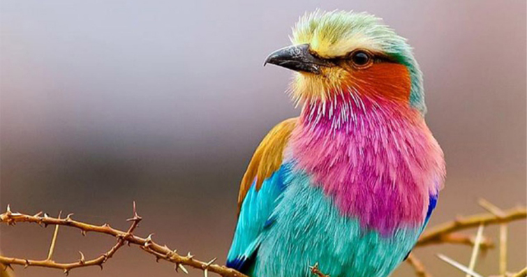 Renkli Kuş Türleri: Dünyanın En Güzel Kuşları