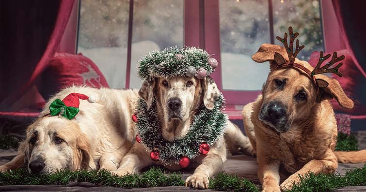 Köpeklerde Yeni Yıl Hazırlıkları: Köpek Dostu Hediyeler