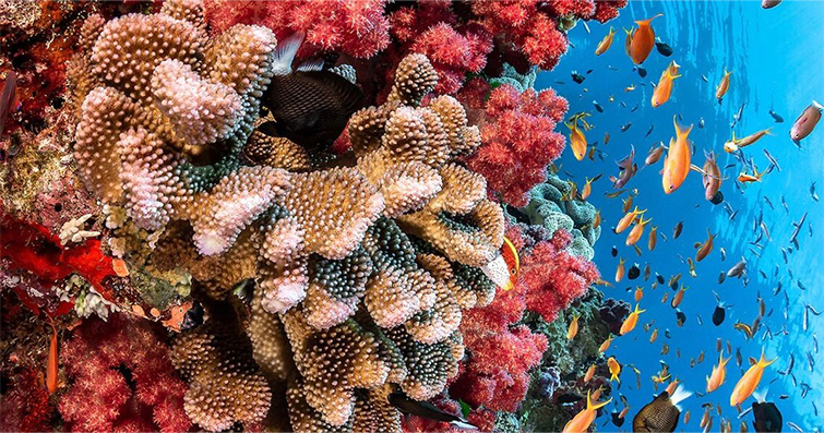 Mercan Resiflerinin Korunması