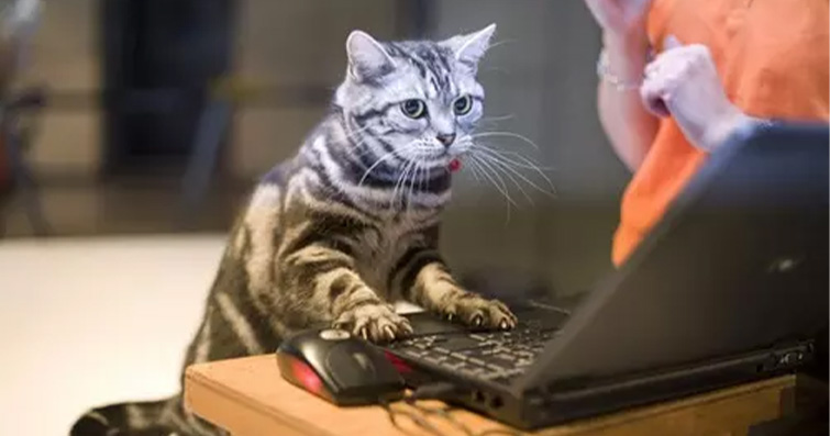Kediler ve Makine Öğrenimi: Kedilerin Bilgisayar Sistemlerini Anlama Çabaları