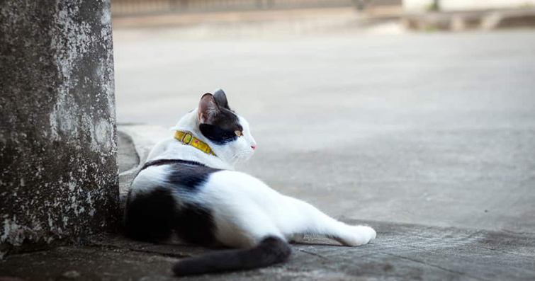 Kedilerde Kaçırma ve Kaybolma Riskini Azaltma: Kedi Harnesleri ve İzleme Cihazları